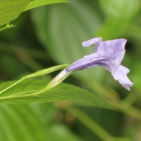 Ruellia tuberosa L.